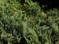 Juniperus horizontalis Douglasii IMG_4532 Jałowiec płożący